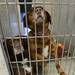 Ken and Barbie, two dogs rescued during a recent hoarding case, peer out from their cage at the Humane Society of Huron Valley. Melanie Maxwell I AnnArbor.com